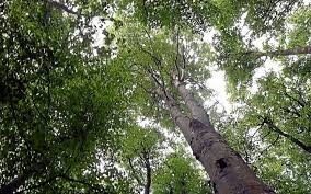Arbre