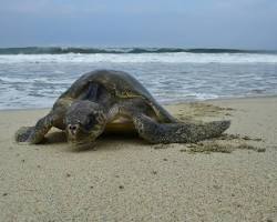 Image of Turtle Nest Protection Drones