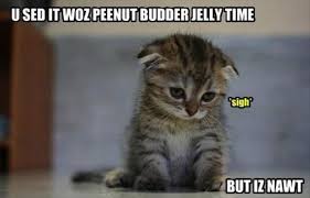 funny-kittens-quotes-2.jpg via Relatably.com