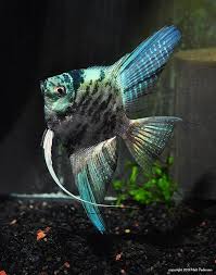 Image result for angelfish