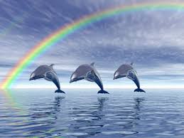 Image result for DOLPHINS