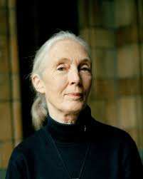 Jane Goodall: Vermächtnis einer Pionierin und ihr Einfluss auf die Welt