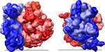 Ribosomes