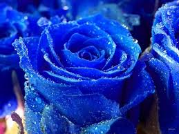 Image result for karangan bunga mawar biru