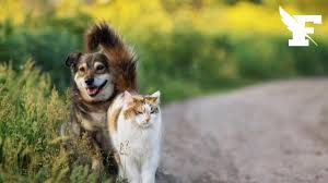 C’est officiel : la première réglementation européenne sur le bien-être des chats et des chiens d’élevage vient d’être votée