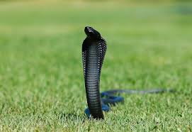 Image result for black cobra with sweet girl