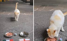 El oráculo de Palacio Nacional; la gatita 