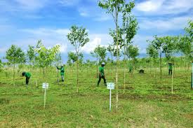 Image result for Tree plantation