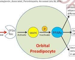 Зображення: Mechanism of action of bimatoprost