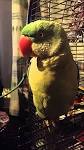 kaka 2 parrots talking and singing deer