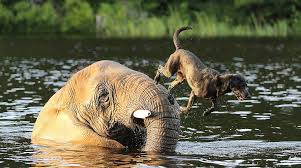 Image result for animals in water