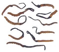 Image result for cordyceps