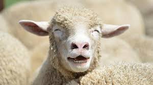 Resultado de imagen de OVEJAS