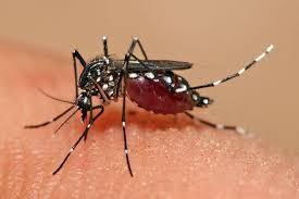 Image result for photo of zika virus