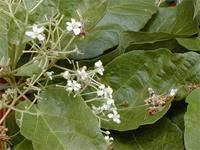 Image result for Carpodiptera africana