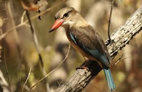 Image result for brown hooded kingfisher