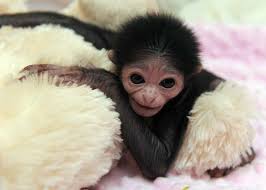 Image result for gibbon