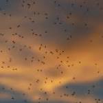  Swatting Some Types Of Mosquitoes Can Keep Them Away