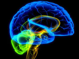 Resultado de imagen de mente y cerebro