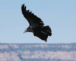 eagles soaring through the Grand Canyon skies