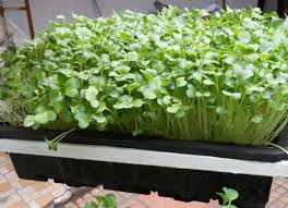 Image result for RAU MẦM CẢI XANH