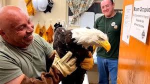 Famous eagle Jackie rescued after being found unable to fly