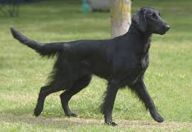 Znalezione obrazy dla zapytania flat coated retriever