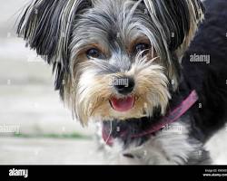 Image of Yorkie's face with eyes, nose, mouth, and ears