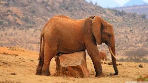 Resultado de imagen para animales salvajes