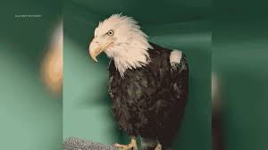 Big Bear bald eagle Jackie suffers setback in recovery