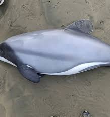 hector's dolphin toxoplasmosis oreti beach