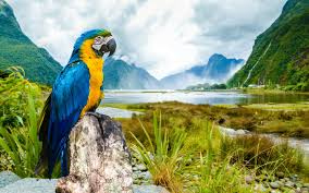 Image result for macaw parrot hd
