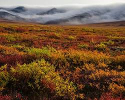 Image of Tundra biome