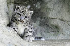 Résultat de recherche d'images pour "snow leopard biting tail"