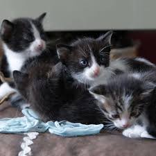 chaton