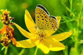 Resultado de imagem para primavera flor