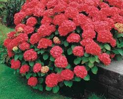 Image of Hortensia rouge