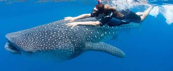 Image result for whale shark riviera maya