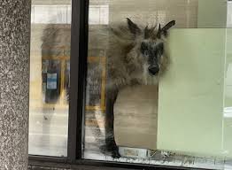 駅前の銀行にニホンカモシカが!? 通りに面したガラスの向こうに… 新潟・柏崎市