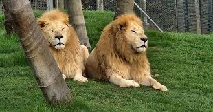 New Zealand Wildlife Park Faces Difficult Decisions Regarding Lion Population