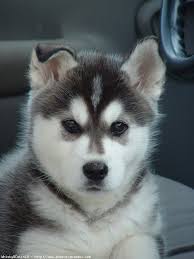 Résultat de recherche d'images pour "animaux trop trop mignon"