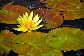 Image result for lily pads images