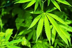 Image result for marijuana leaves