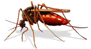 Image result wey dey for pictures of mosquito