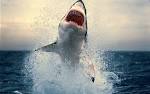 Attaque de requin