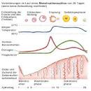 Menstruationsstörungen - Menstruationszyklus