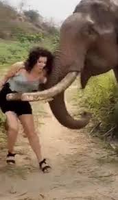 To feed an wild elephant to upload it to social media ...