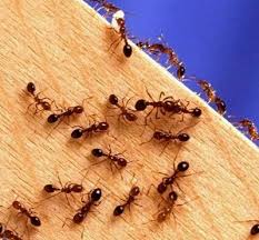 Image result for get rid of ants