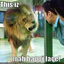 Image result for funny lion pics