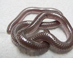 Image of Texas Blind Snake